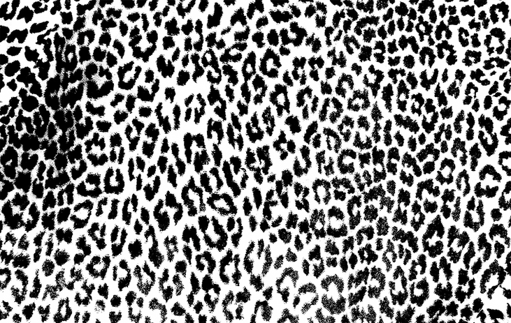 Leopard Transparent