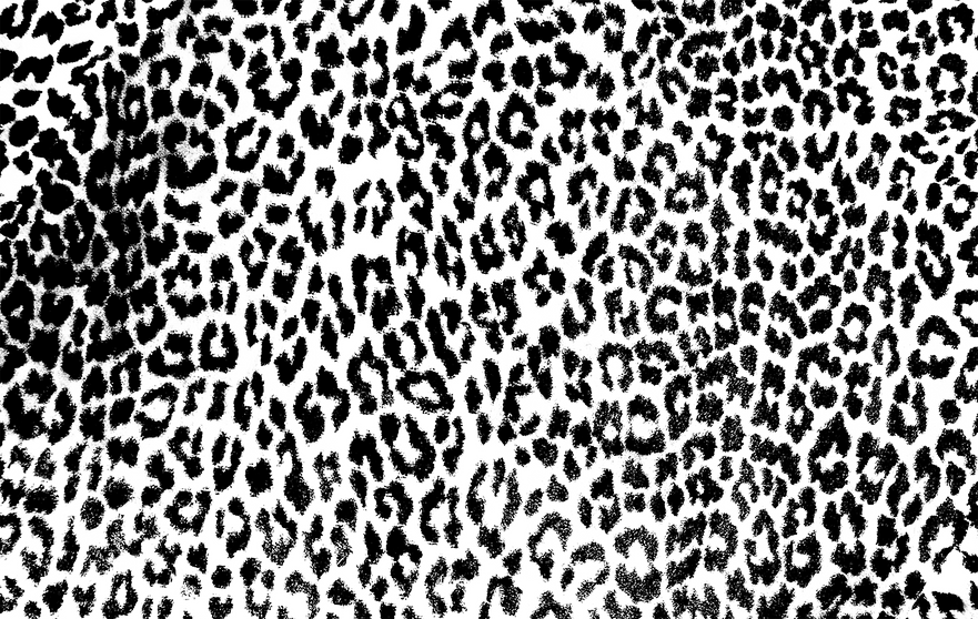 Leopard Transparent