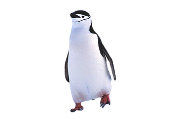peng_edited.png