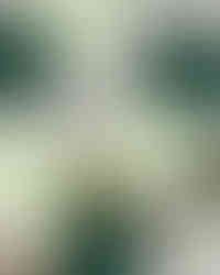 Evergreen Café circular brand collateral by Allo (Physm) featuring logo stickers and product visuals in sage and forest green tones, highlighting cohesive eco-conscious branding design.