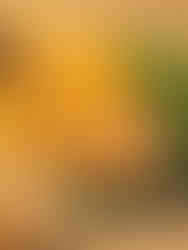 Close-up of melon, passion fruit, and green leaves used as natural ingredient-inspired styling for the Solenne skincare and haircare brand world.