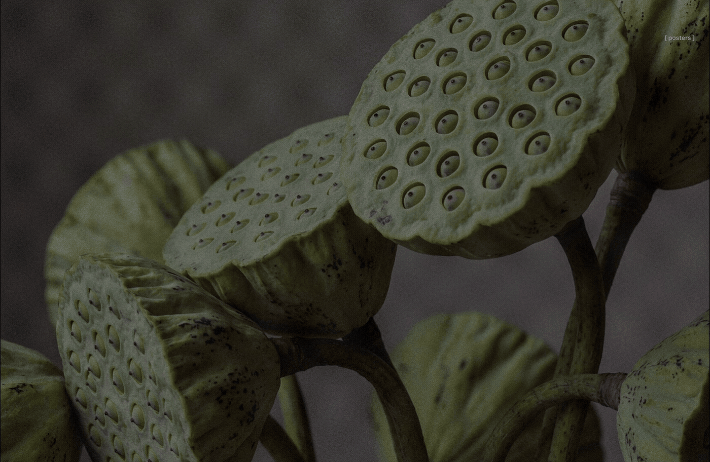 Close-up botanical image of green lotus seed pods used as a moody poster background within the UMBRA floral brand identity system.