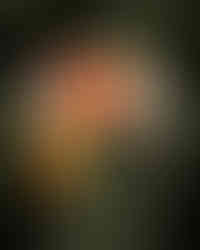 A tropical-themed color palette by Lady B. Creative featuring vibrant brand colors. The swatches are laid over a dark, moody background of palm fronds. The palette includes bright orange, mustard yellow, coral pink, off-white, jungle green, and a deep espresso brown.