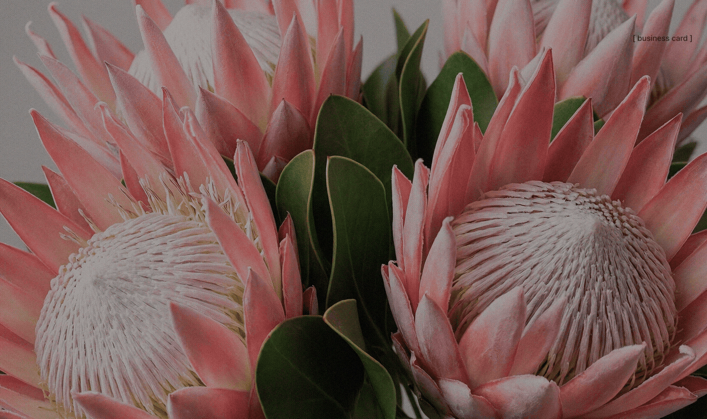 Close-up floral image with pink protea flowers and green leaves used as a background texture for the UMBRA floral brand identity system.