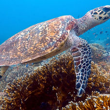 Turtle Rainbow Reef Fiji