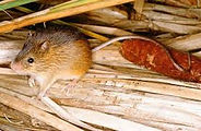 meadow jumping mouse.jpeg
