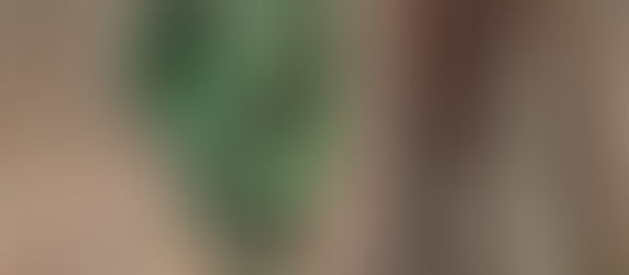 Exploring in the woods