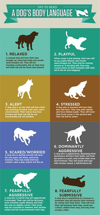 Dog body language