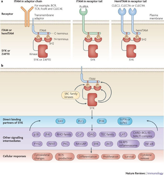 https://media.springernature.com/lw685/springer-static/image/art%3A10.1038%2Fnri2765/MediaObjects/41577_2010_Article_BFnri2765_Fig1_HTML.jpg