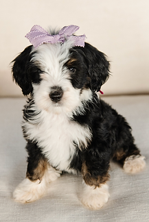 Screenshot 2025-11-24 at 11.50.32 AM.png