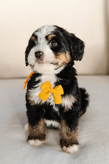 Screenshot 2025-11-24 at 12.53.01 PM.png