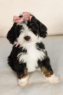 Screenshot 2025-11-24 at 11.50.01 AM.png