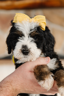 Screenshot 2025-11-24 at 11.48.56 AM.png