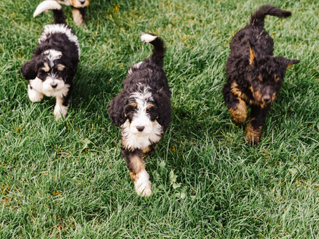 What Are Common Health Problems for Bernedoodles?