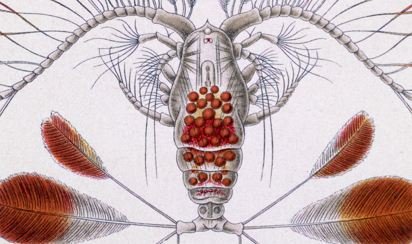 Miniatura: Ilustração do livro "Formas de Arte da Natureza" 1924