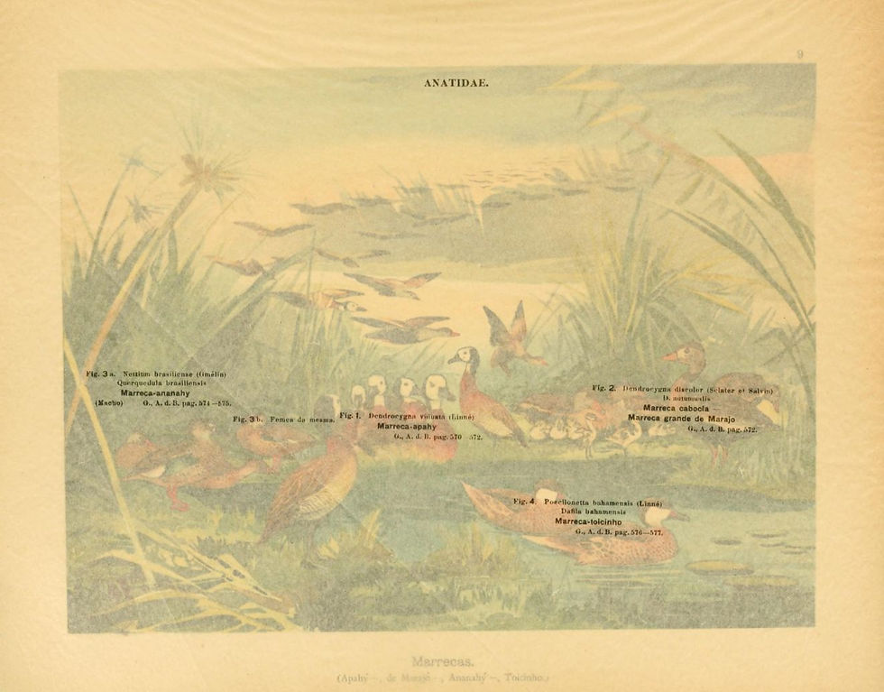 Miniatura: Aves da Amazônia Gravura datada de 1899