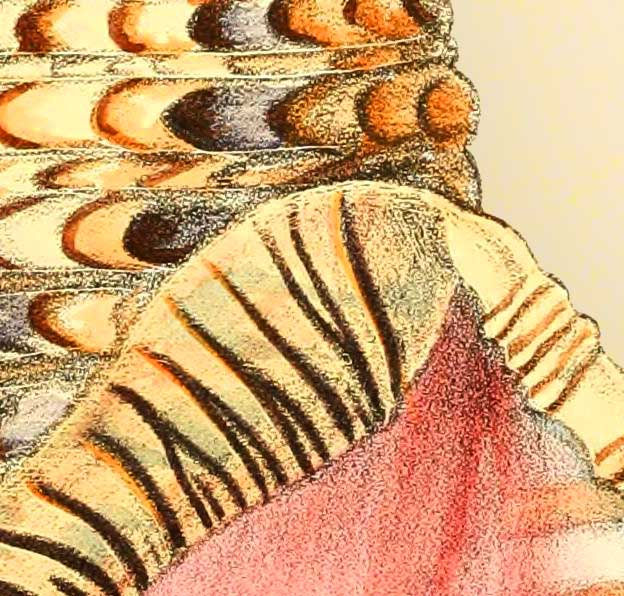 Miniatura: Belíssima ilustração de concha de molúsculo datada de 1814