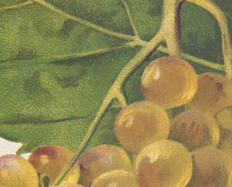 Miniatura: Pintura de cacho de uvas Muscatelle, datada de 1900 para decoração