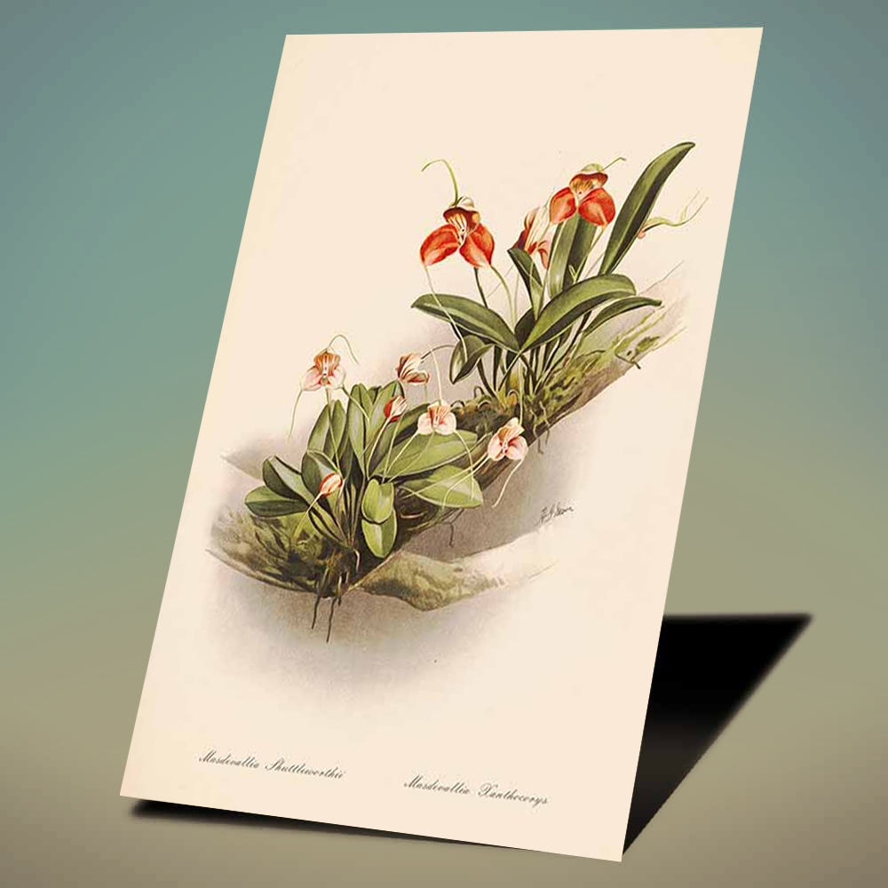 Orquídeas Masdevallia shuttleworthii e Xanthocorys Pintura de datada de 1888