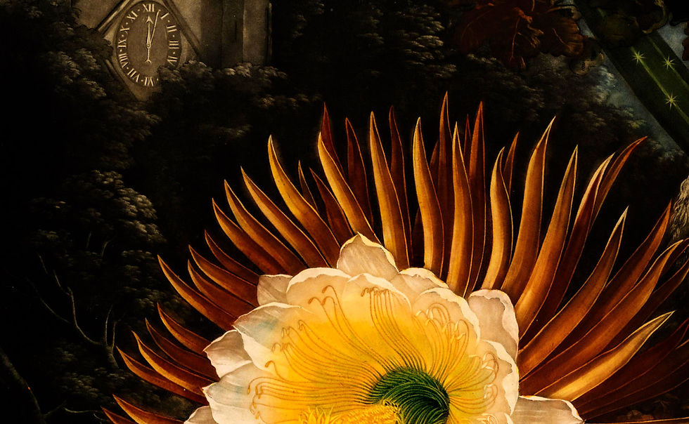 Miniatura: Pintura de flor Cactus Cereus (doce do deserto) datada de 1798