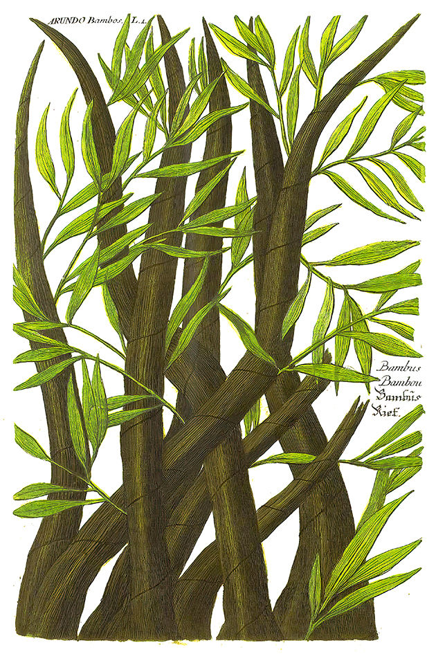 Belíssima pintura de Bambu datada 1737