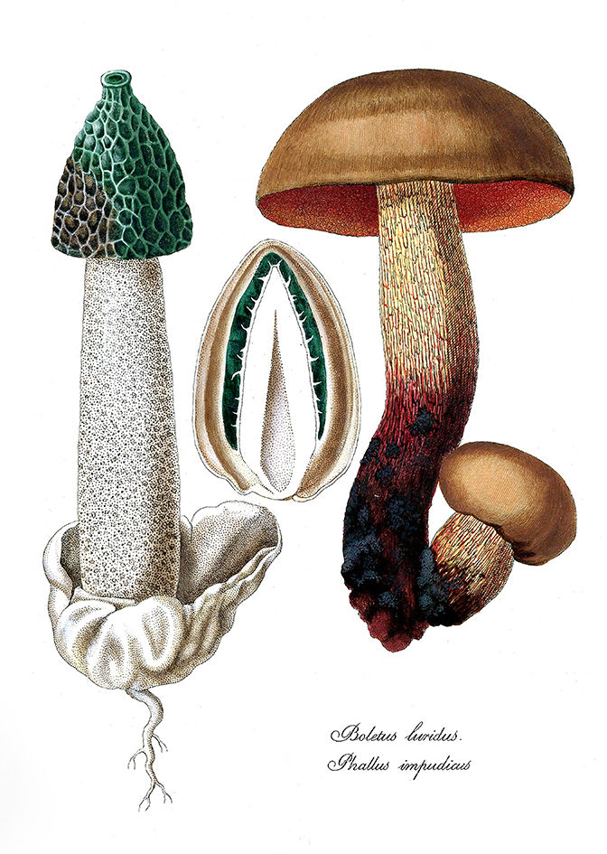 Pôster com Cogumelos do Hemisfério Norte para decoração
