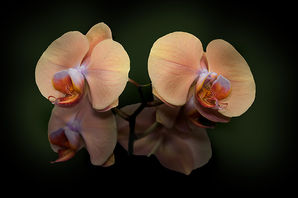 ORQUÍDEAS, a elegante e sedutora opção para decorar o seu espaço gastando pouco.