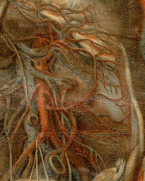 Miniatura: Poster de anatomia (mulher) datado de 1752