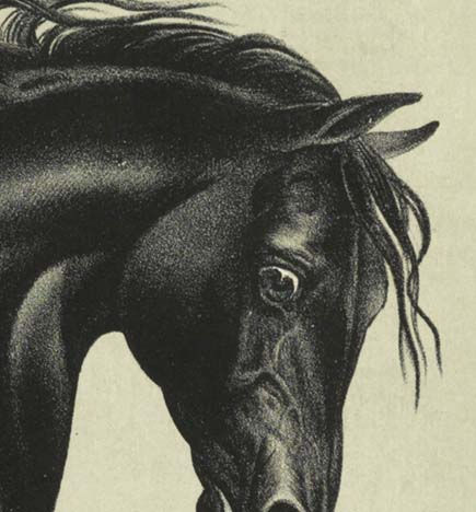 Miniatura: Escola equestre com cavalo trotando, Gravura promocional  datada de 1879