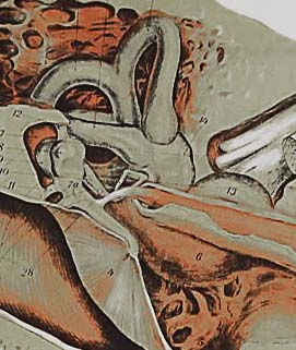 Miniatura: Poster de anatomia do ouvido e olho