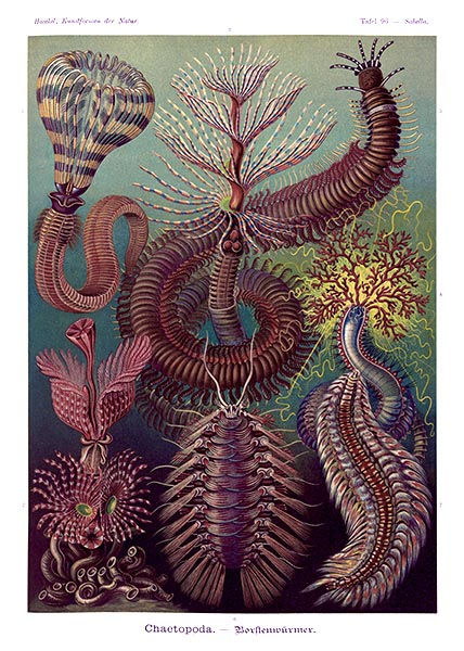 Ilustração do livro "Formas de Arte da Natureza" 1924
