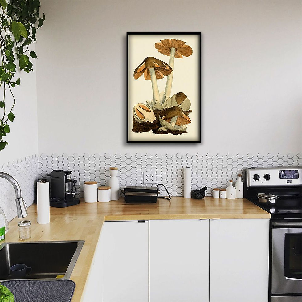 Miniatura: Cogumelos poster de pintura datada de 1797 para decoração