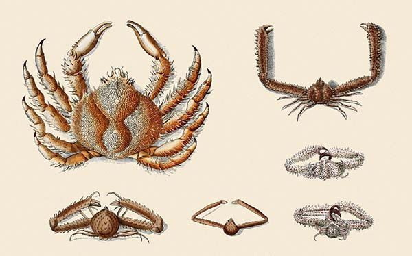 Caranguejos - Pintura cientifica do ano de 1780