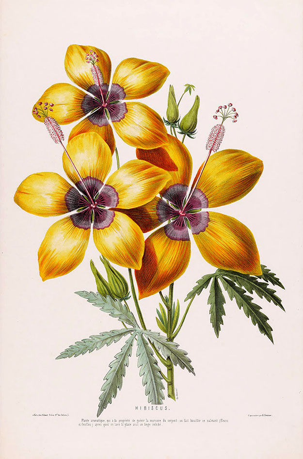 Hibisco Elegante Pintura datada de 1843