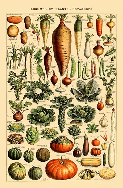 Poster com variedade de legumes datado de 1930