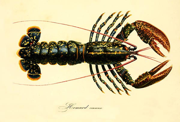 Lagosta - Pintura cientifica do ano de 1849