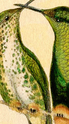 Miniatura: Beija-flor - Colibris com flores - Pintura de 1854
