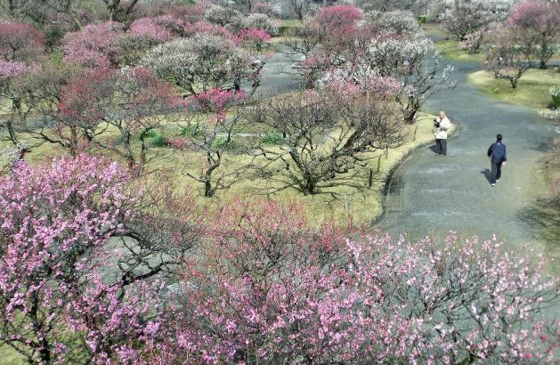 Fukuoka City Cherry Blossom
