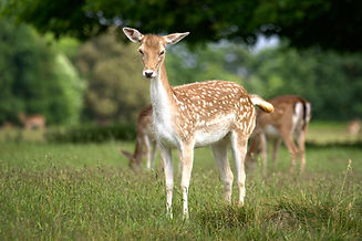 fallow_deer___doe_by_furlined_dd7wftd-fullview.jpg