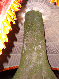 Mâ