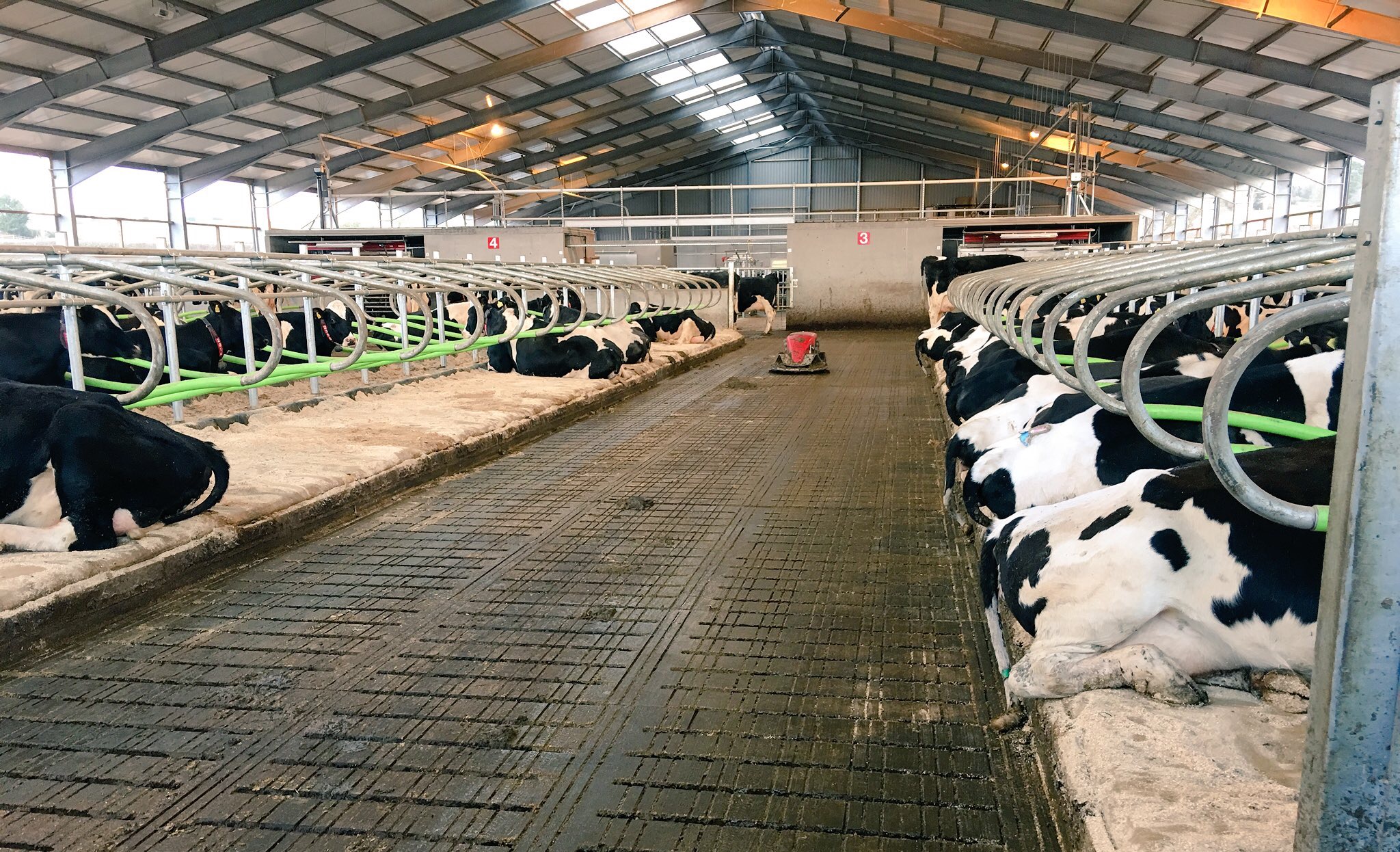 Robotic dairy unit with slats and robot scraper