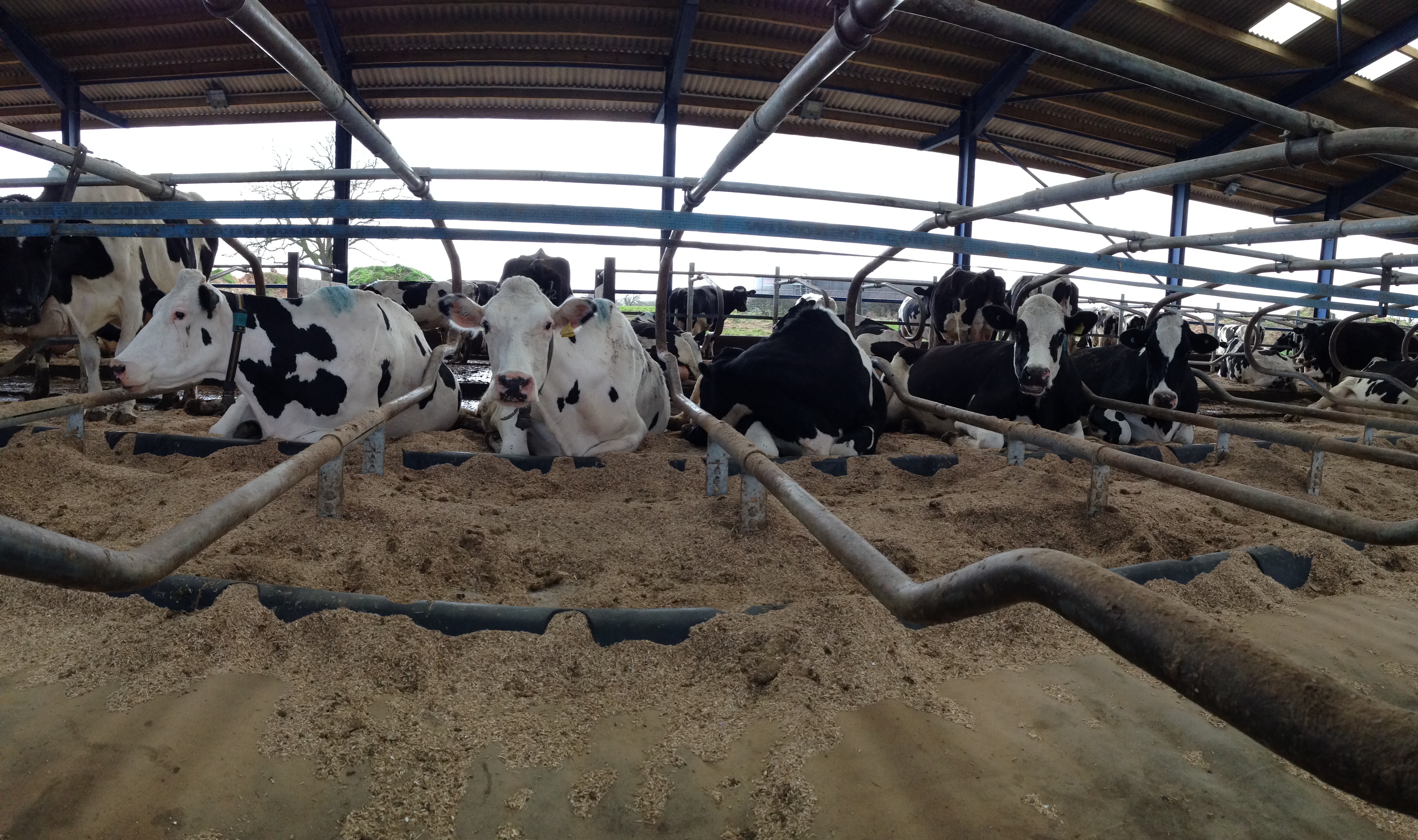 Comfortable cows by CowPlan Ltd. UK.