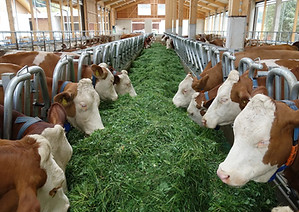 feedstar feed in a trough