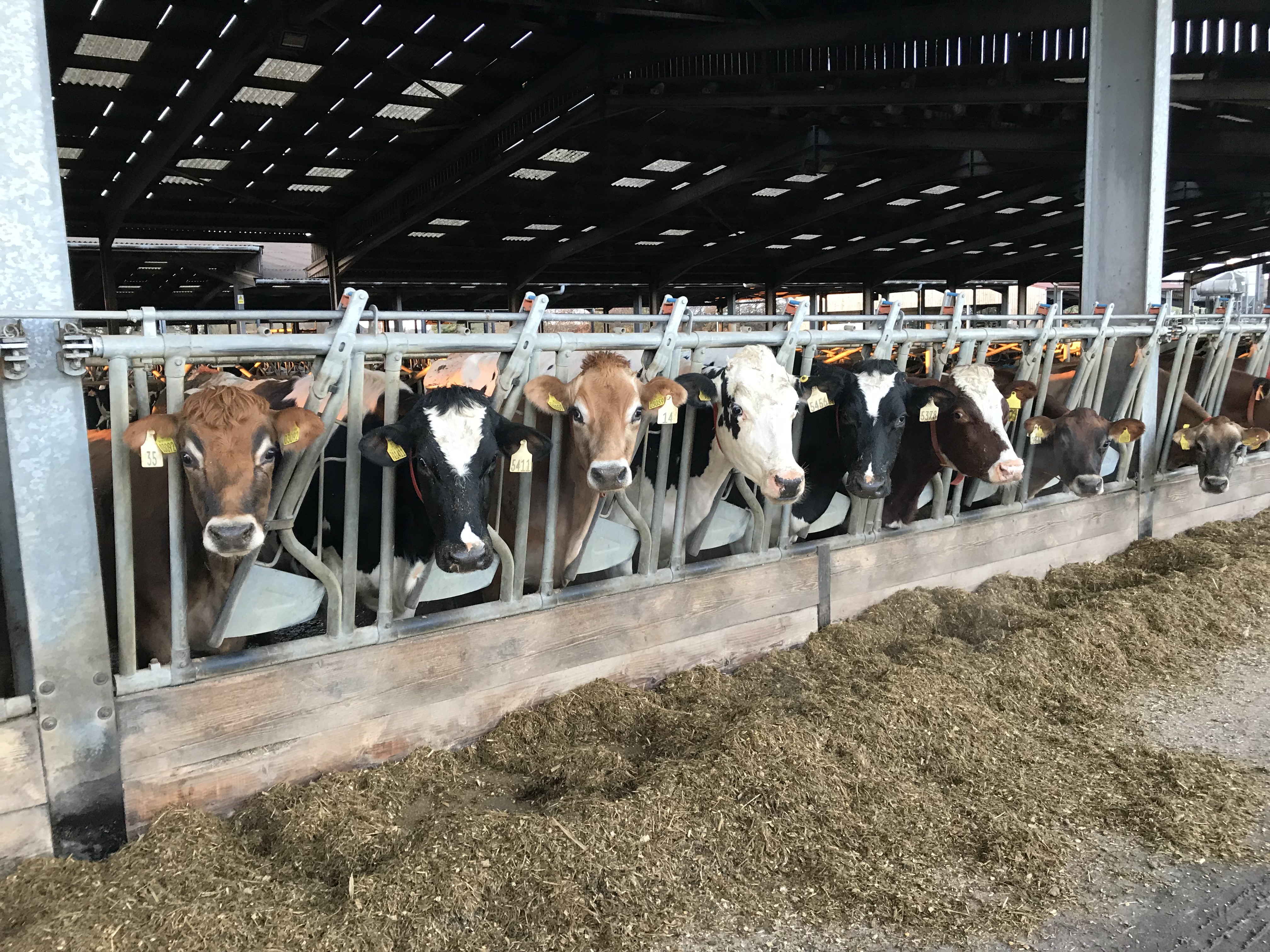AgriTubel Self locks with cows