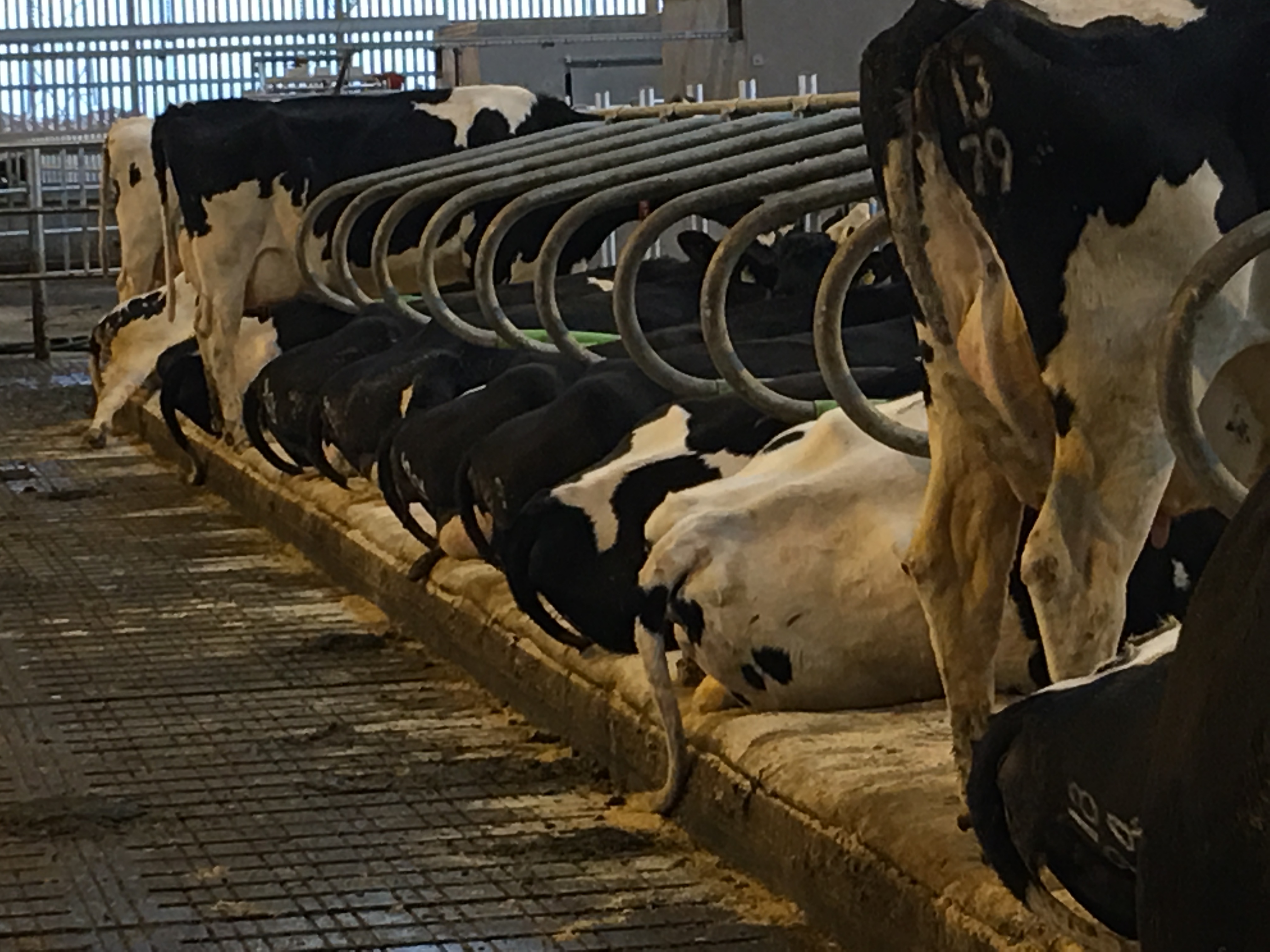 #comfycows
