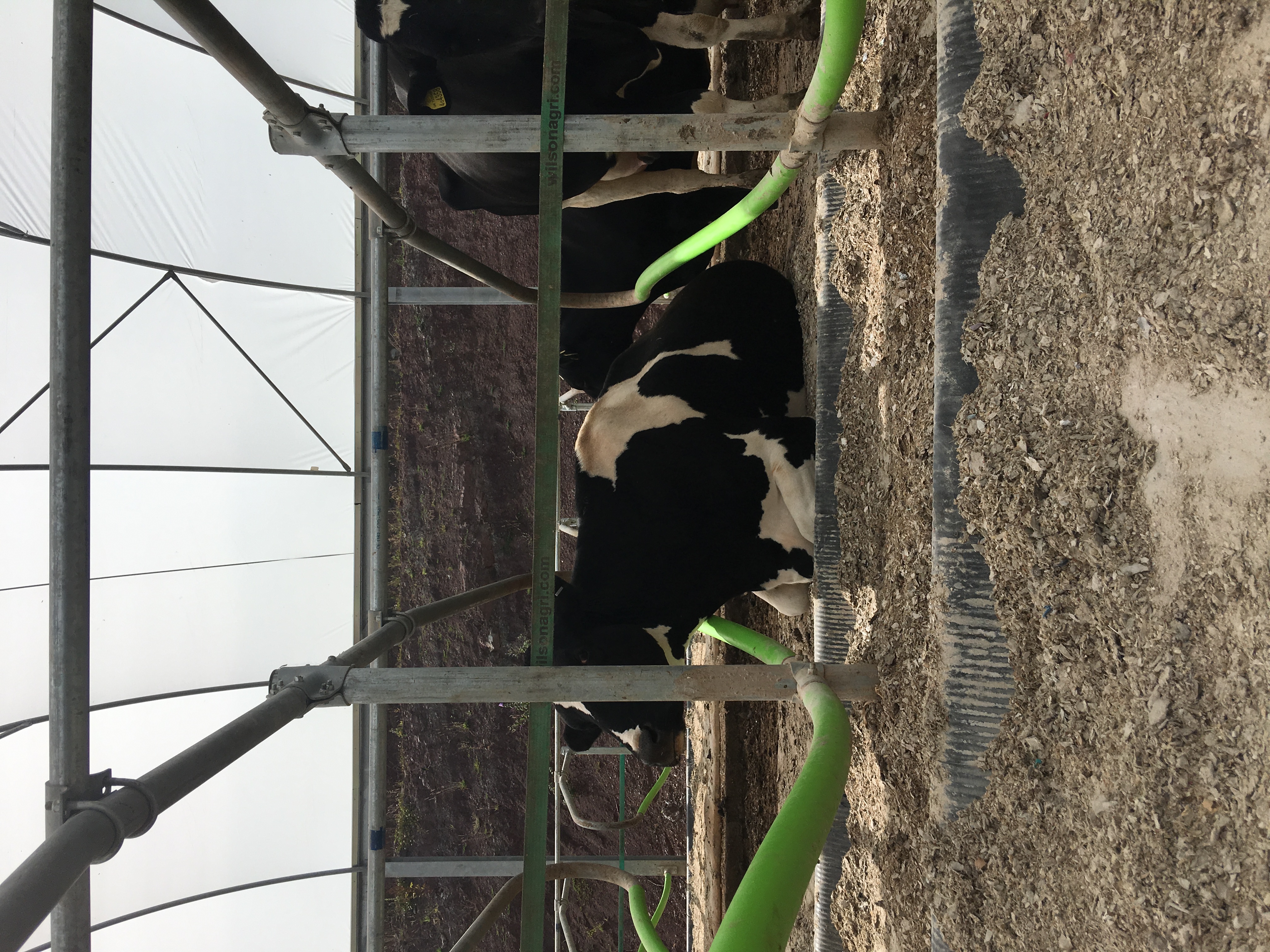 Long - Troy Farm - comfy cow
