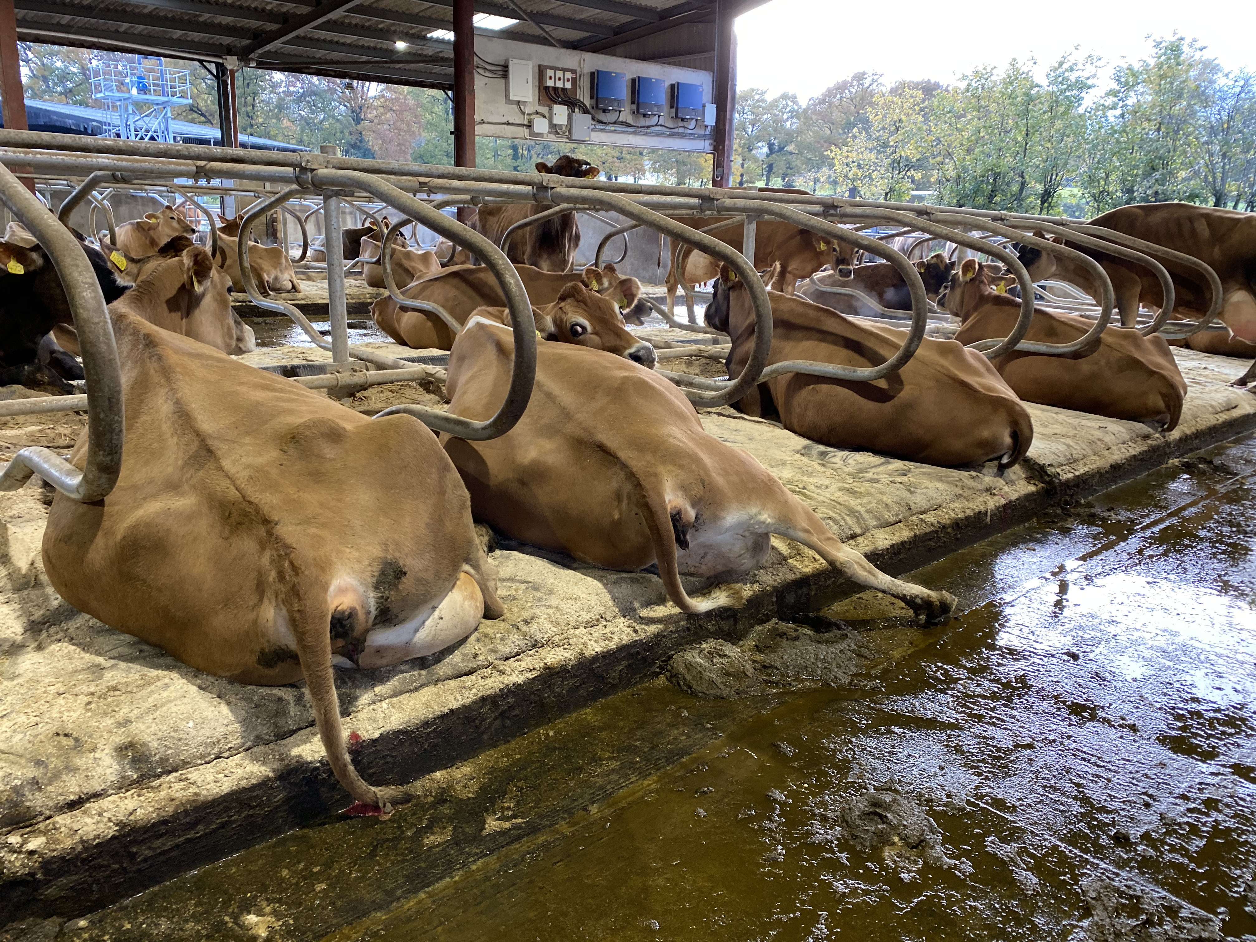 Comfy Jersey cows on Pasture Mats