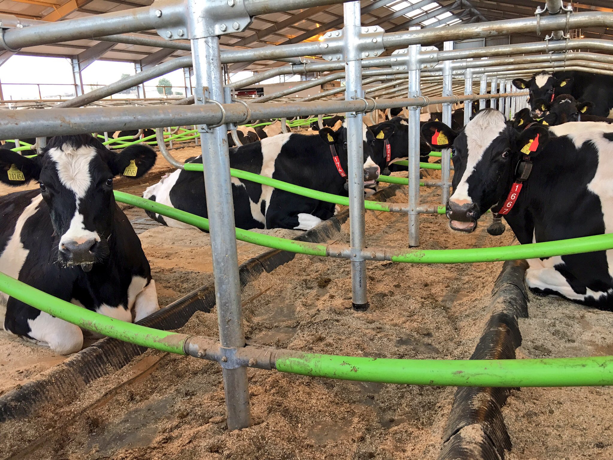 Cowcoon cubicles with Pasture Mat mattresses, 30mm foam and PolyPillow