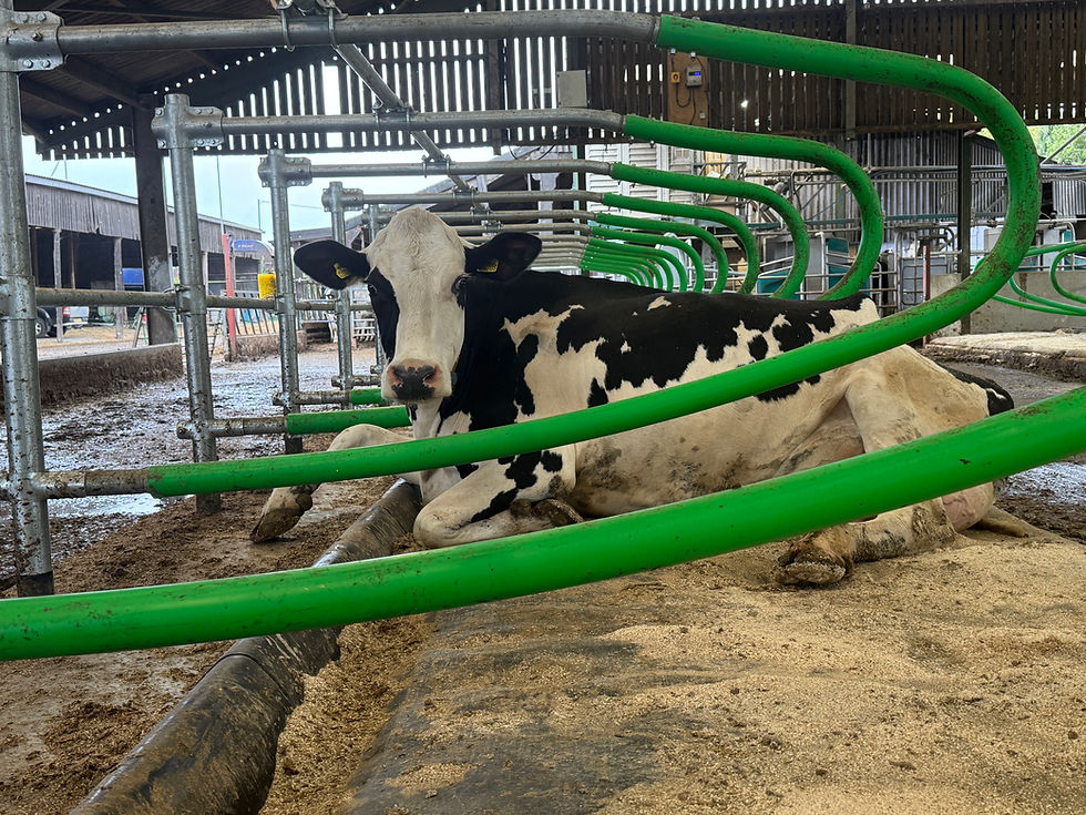 Cow in Cowcoon-Flex and Pasture Mat cow mattresses - single row