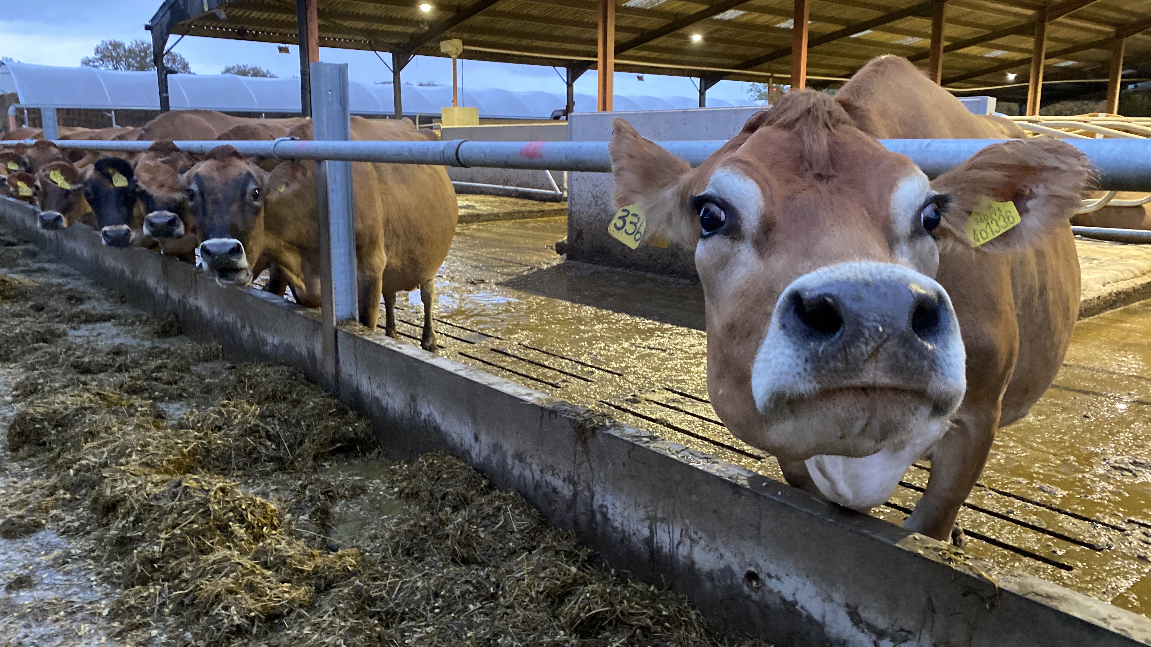 Nosey Jersey cow